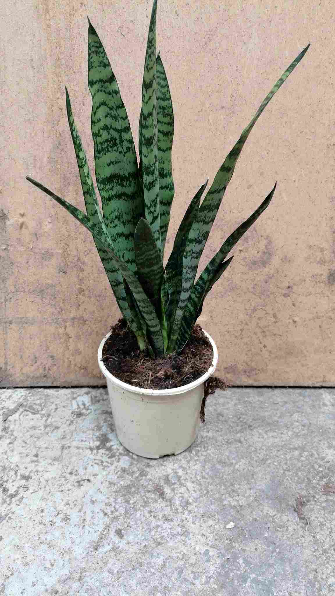 SANSEVIERIA ZEILANICA C 14